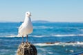 Close up of a Seagull in Sea Point Cape Town South Africa Royalty Free Stock Photo