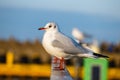 Close-up of a seagull sitting on a railing in a harbor Royalty Free Stock Photo