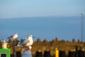 Seagull sitting on a railing in a harbor Royalty Free Stock Photo