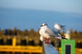 seagull sitting on a railing in a harbor Royalty Free Stock Photo