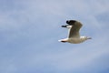 Close up seagull spread its wings beautifully,Seagull flying on blue sky and clouds background,View from below Royalty Free Stock Photo