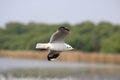 Close up seagull spread its wings beautifully,Seagull flying on mangrove forest background,View from below at bangpoo thailand Royalty Free Stock Photo