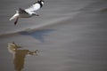 Close up seagull spread its wings beautifully and flying over water at bangpoo,Thailand Royalty Free Stock Photo