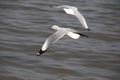 Close up seagull spread its wings beautifully and flying over water at bangpoo,Thailand Royalty Free Stock Photo