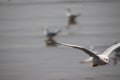 Close up seagull spread its wings beautifully and flying over water at bangpoo,Thailand Royalty Free Stock Photo