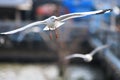 Close up seagull spread its wings beautifully,Seagull flying at bangpoo thailand Royalty Free Stock Photo