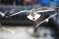 Close up seagull spread its wings beautifully,Seagull flying at bangpoo thailand Royalty Free Stock Photo