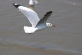 Close up seagull spread its wings beautifully,Seagull flying on river background at bangpoo thailand Royalty Free Stock Photo