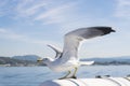 Close up Seagull with spread wings, flapped and prepared for flying on background blue sea and sky. Bird Laridae soaring. Royalty Free Stock Photo