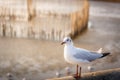 Close-Up of Seagull is Standing on Barrier Handrail at Sunset