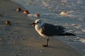 Close up of a Seagull Standing on the Beach at Sunset Royalty Free Stock Photo