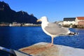 a close-up of a seagull standing in front of Svolvaer, Lofoten, Norway Royalty Free Stock Photo