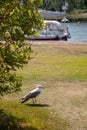 Close up of seagull standing on a lawn.