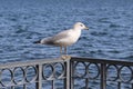 Close up of a seagull standing on a metal fence isolated on a sea water background Royalty Free Stock Photo
