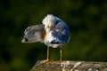 Seagull clear wings against natural green background