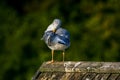 Seagull clear wings against natural green background