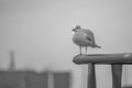 close-up of a seagull standing on a railing in the harbour Royalty Free Stock Photo