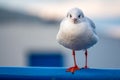 Close-up of a seagull standing on a railing in the harbour Royalty Free Stock Photo