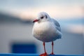 close-up of a seagull standing on a railing in the harbour Royalty Free Stock Photo