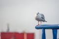 close-up of a seagull standing on a railing in the harbour Royalty Free Stock Photo