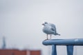 close-up of a seagull standing on a railing in the harbour Royalty Free Stock Photo