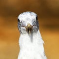 Close-Up of Seagull Staring Down the Camera