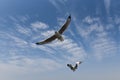 Close-up of a seagulls flaps its wings and flies against a cloudy blue sky Royalty Free Stock Photo