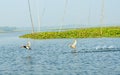 Close up of Seagulls or Gulls migratory birds, a medium size water bird, spotted flying in mangrove wetland of Krishna Wildlife Royalty Free Stock Photo