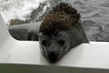 Close-up of a seal peering over the side of a boat from the water
