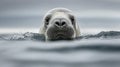 Close-up of a seal\'s head emerging from water Royalty Free Stock Photo