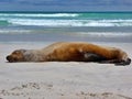 Close up of seal sleeping on beach, Galapagos Islands, turquoise sea Royalty Free Stock Photo