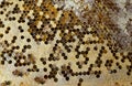 Close up sealed honeycombs and bees crawl