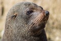 Close up of a Sealion head whikst sunbathing and relaxing in the bay of Kaikoura Royalty Free Stock Photo