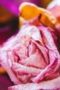 Sear pink and violet rose petals