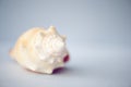 Close up seashell on blue background Royalty Free Stock Photo