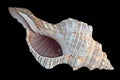 Close up of seashell