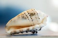 Close-up on a seashell