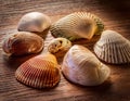 Close-Up of a Seashell Collection Displayed on a Wooden Surface