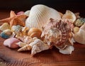 Close-Up of a Seashell Collection Displayed on a Wooden Surface