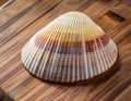 Close-Up of a Seashell Collection Displayed on a Wooden Surface