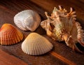 Close-Up of a Seashell Collection Displayed on a Wooden Surface