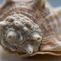 Close-up of a seashell displaying its intricate patterns and textures. Royalty Free Stock Photo