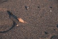 Close-Up Of Seashell Lies On Sandy Beach With Pebbles At Sunset, Moraitika, Corfu, Greece. High quality photo Royalty Free Stock Photo