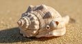Close-up of a seashell, likely a Royalty Free Stock Photo