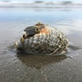 A close-up of a seashell partially embedded in wet sand by the shore. The shell Royalty Free Stock Photo