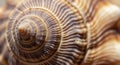 Close-up of a seashell\'s spiral pattern, featuring a series of concentric ridges that Royalty Free Stock Photo