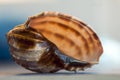 Close-up on a seashell