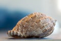 Close-up on a seashell