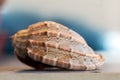 Close-up on a seashell