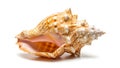 A close up of a shell on a white background (ai generated) Royalty Free Stock Photo